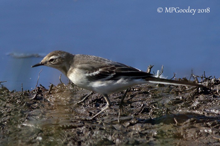 Citrine Wagtail