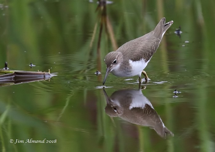 Spotted Sandpiper