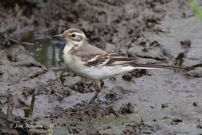 Citrine Wagtail