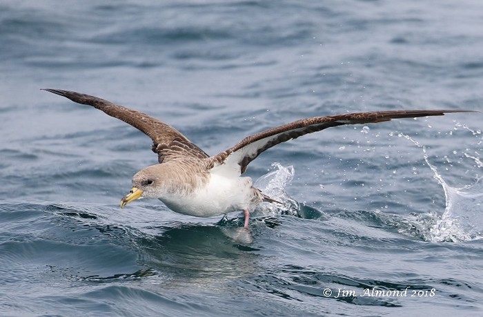 Cory's Shearwater