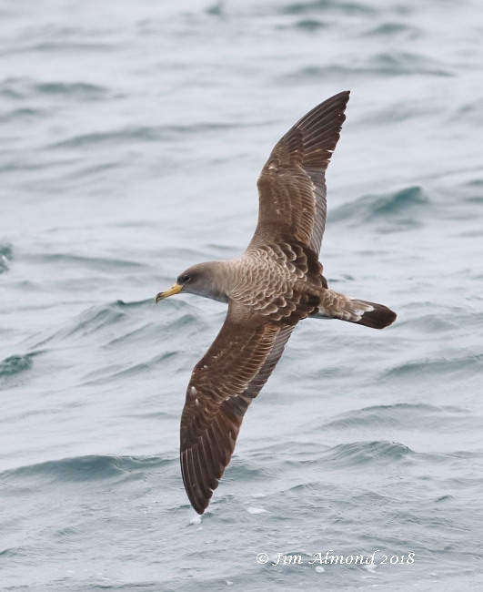 Cory's Shearwater