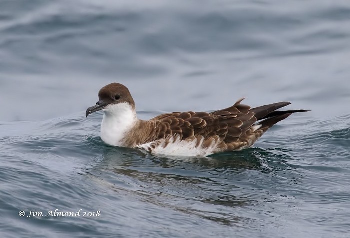 Great Shearwater