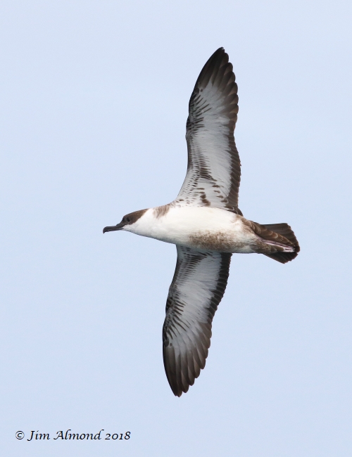 Great Shearwater