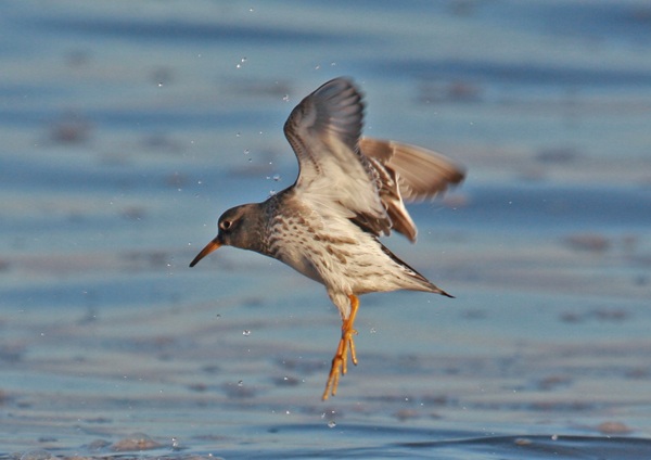 Purple Sandpiper