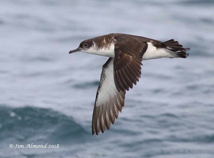 Manx Shearwater