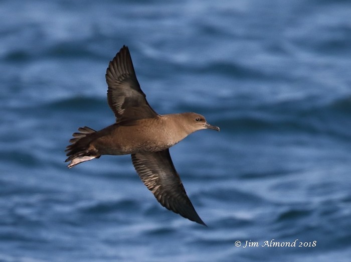 Sooty Shearwater