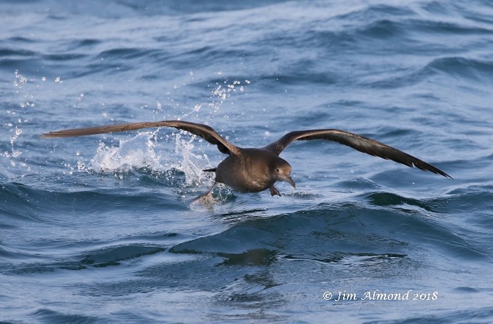 Sooty Shearwater