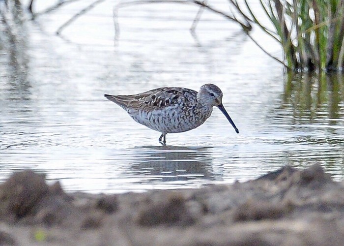 Stilt Sandpiper