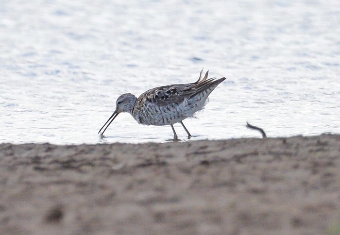 Stilt Sandpiper