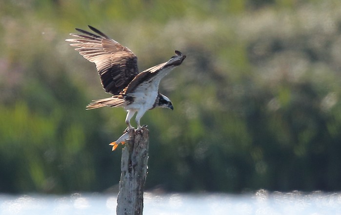 Osprey