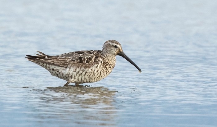 Stilt Sandpiper