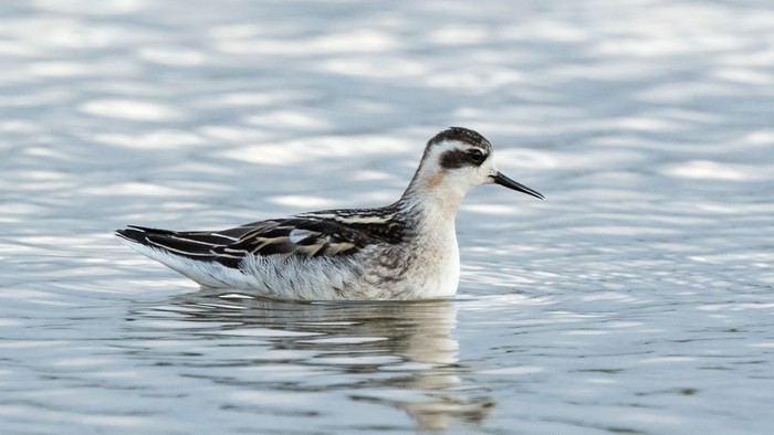 Red-necked Phalarope