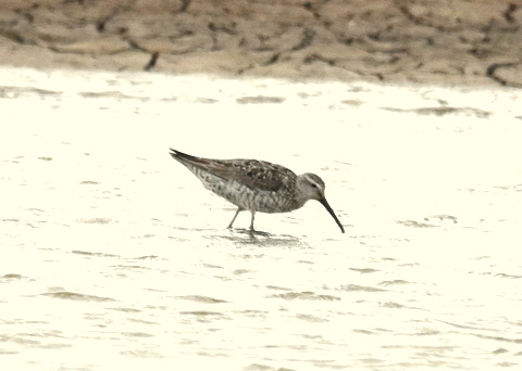 Stilt Sandpiper