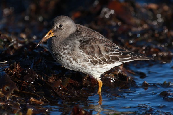 Purple Sandpiper