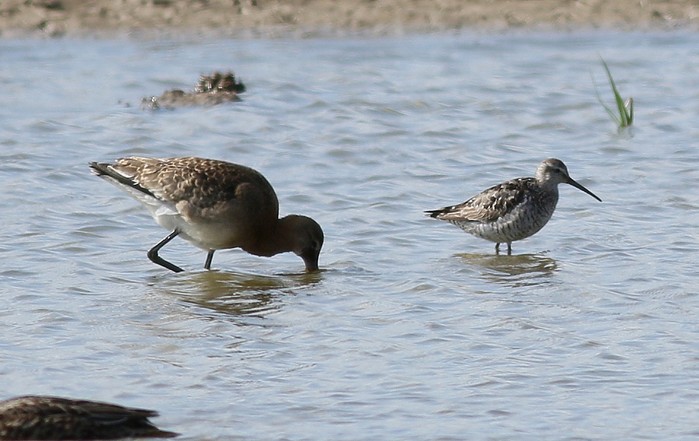 Stilt Sandpiper