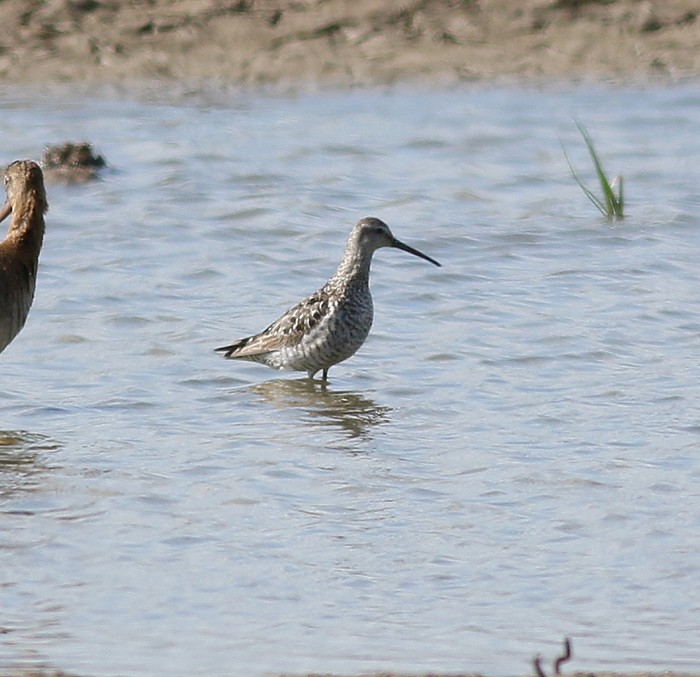 Stilt Sandpiper