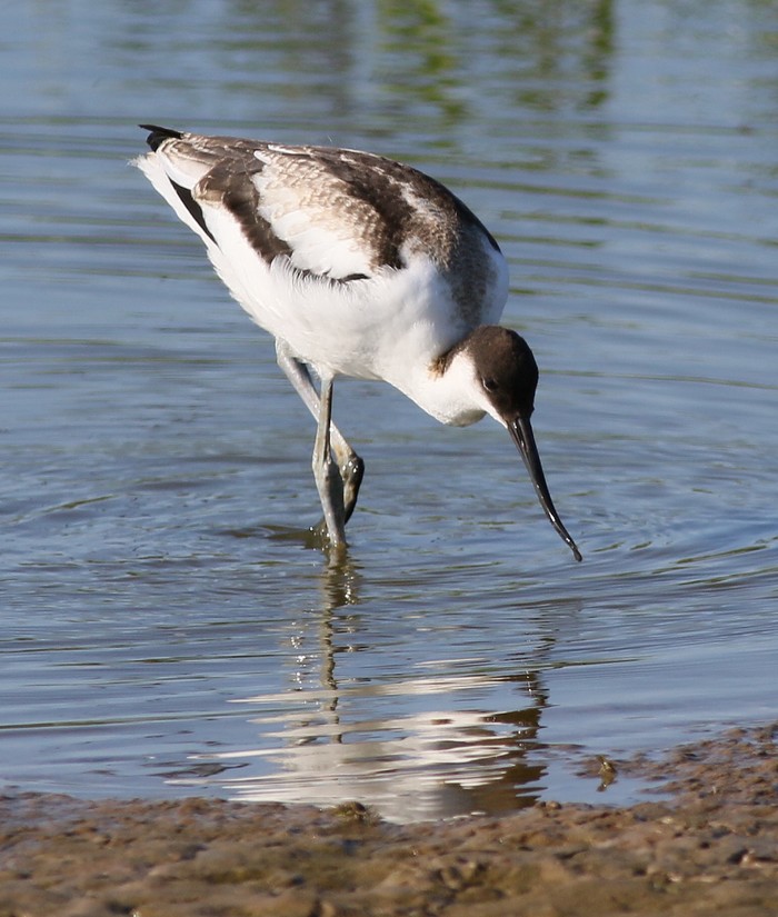 avocet