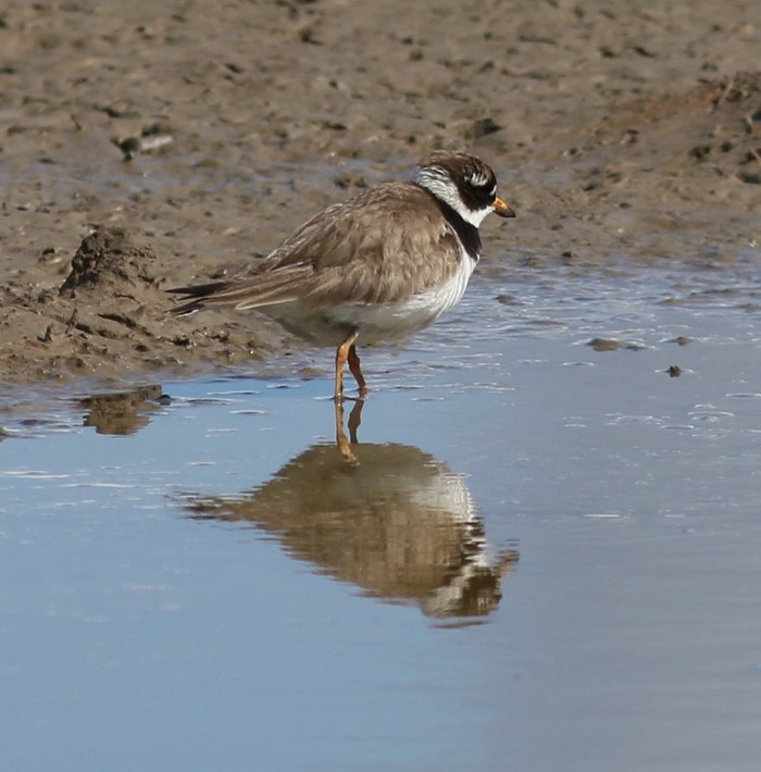 Ringed Plover