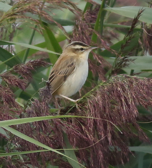 Sedge Warbler