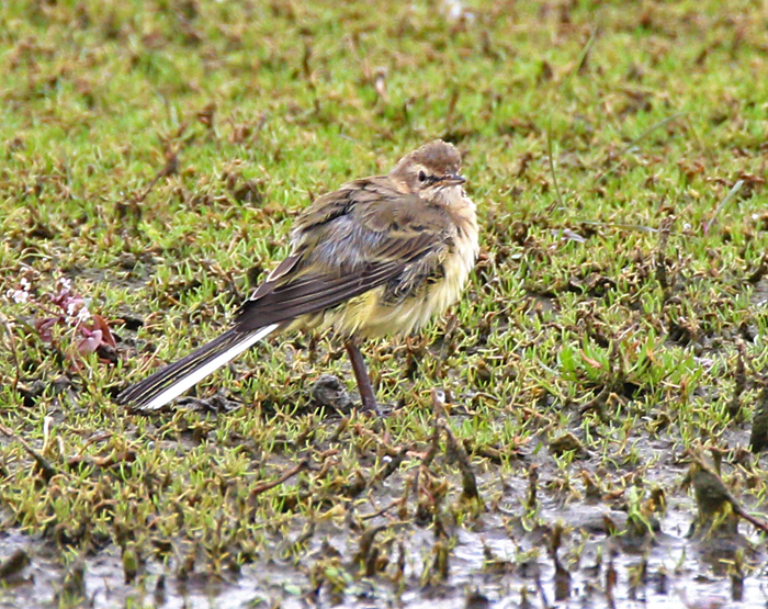 Yellow Wagtail