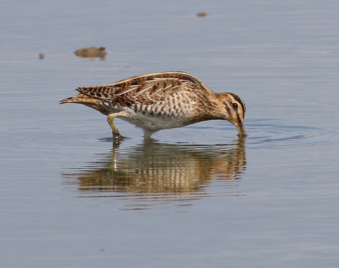 Snipe