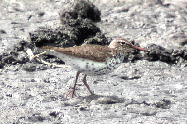 Spotted Sandpiper