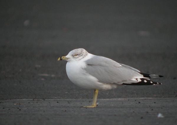 Ring-billed Gull