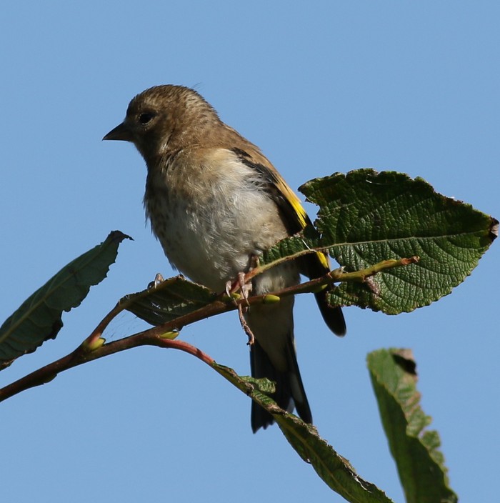 Goldfinch