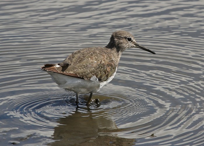 Green Sandpiper