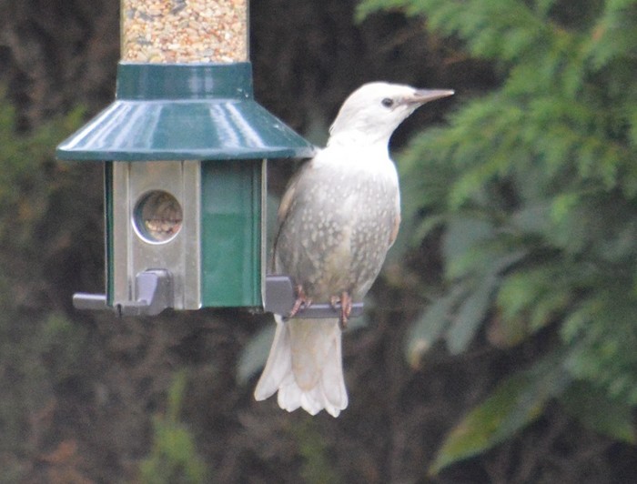 Starling