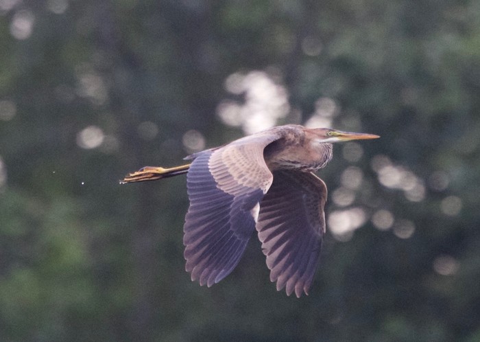 Purple Heron
