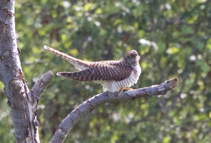 Cuckoo