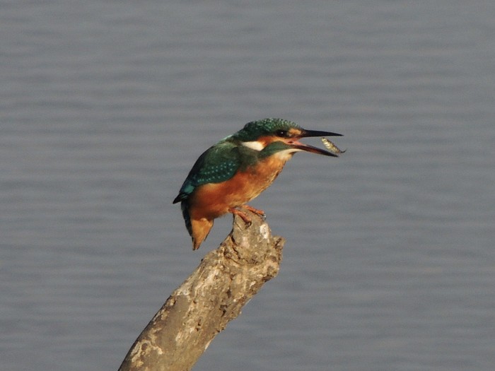 Kingfisher