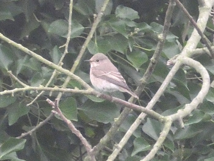 Spotted Flycatcher