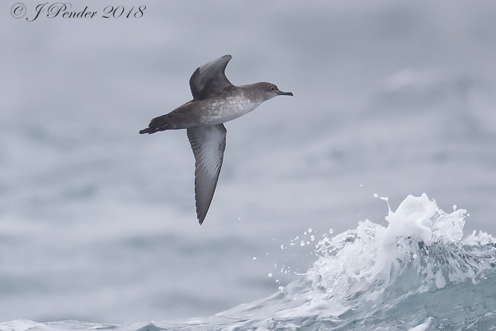 Balearic Shearwater