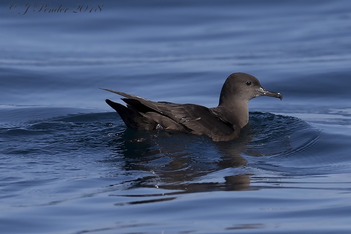 Sooty Shearwater