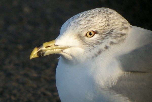 Ring-billed Gull