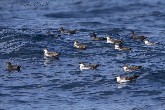 Great Shearwater