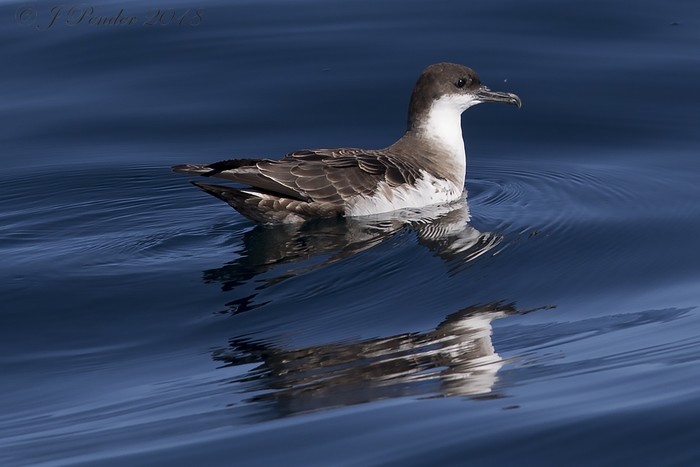 Great Shearwater