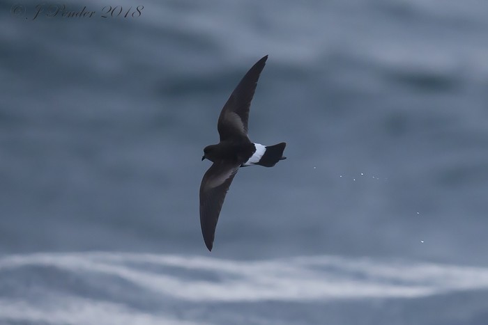 Wilson's Petrel