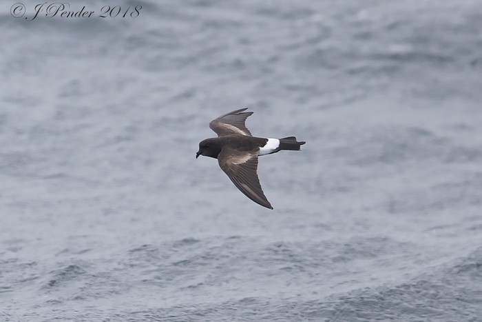 Wilson's Petrel