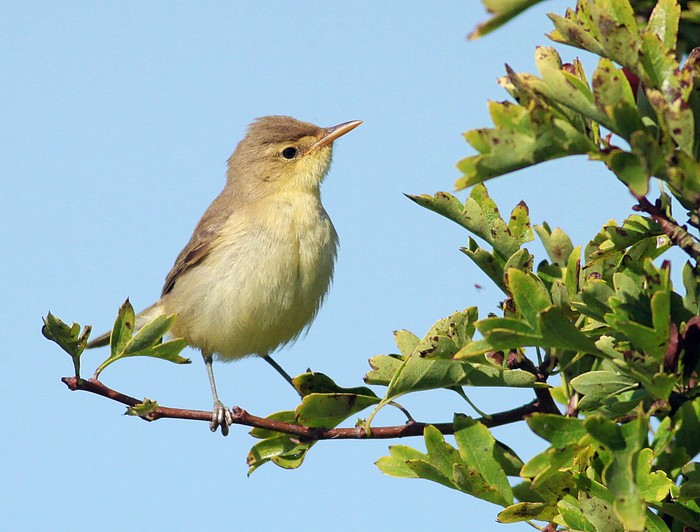 Melodious Warbler