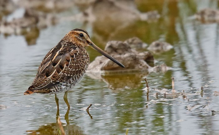 Snipe