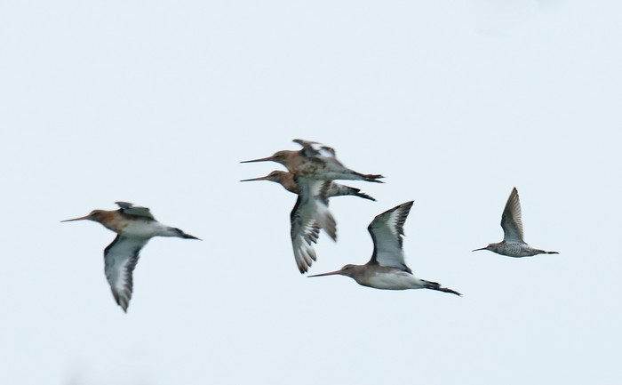 Stilt Sandpiper