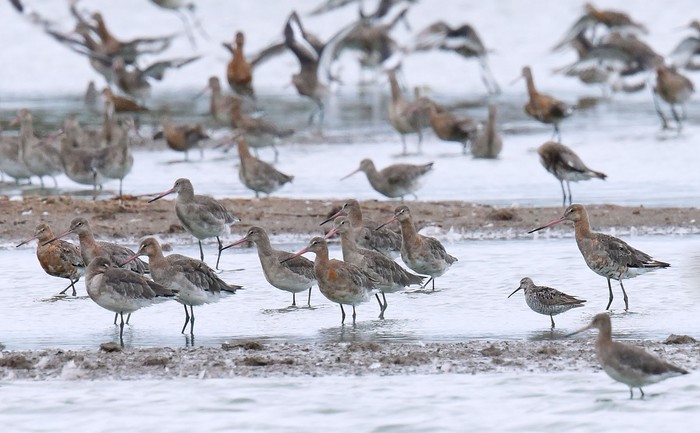 Stilt Sandpiper