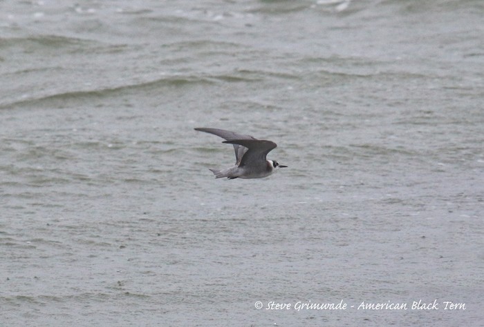 American Black Tern
