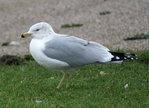 Ring-billed Gull