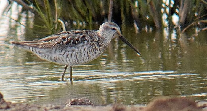 Stilt Sandpiper