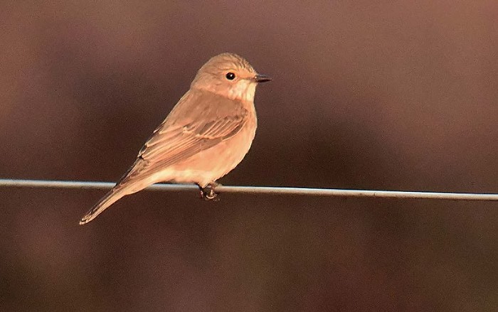 Spotted Flycatcher