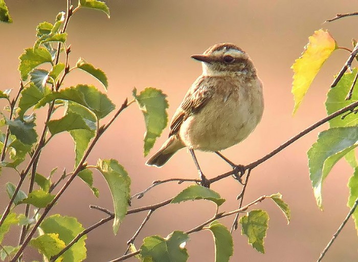 Whinchat